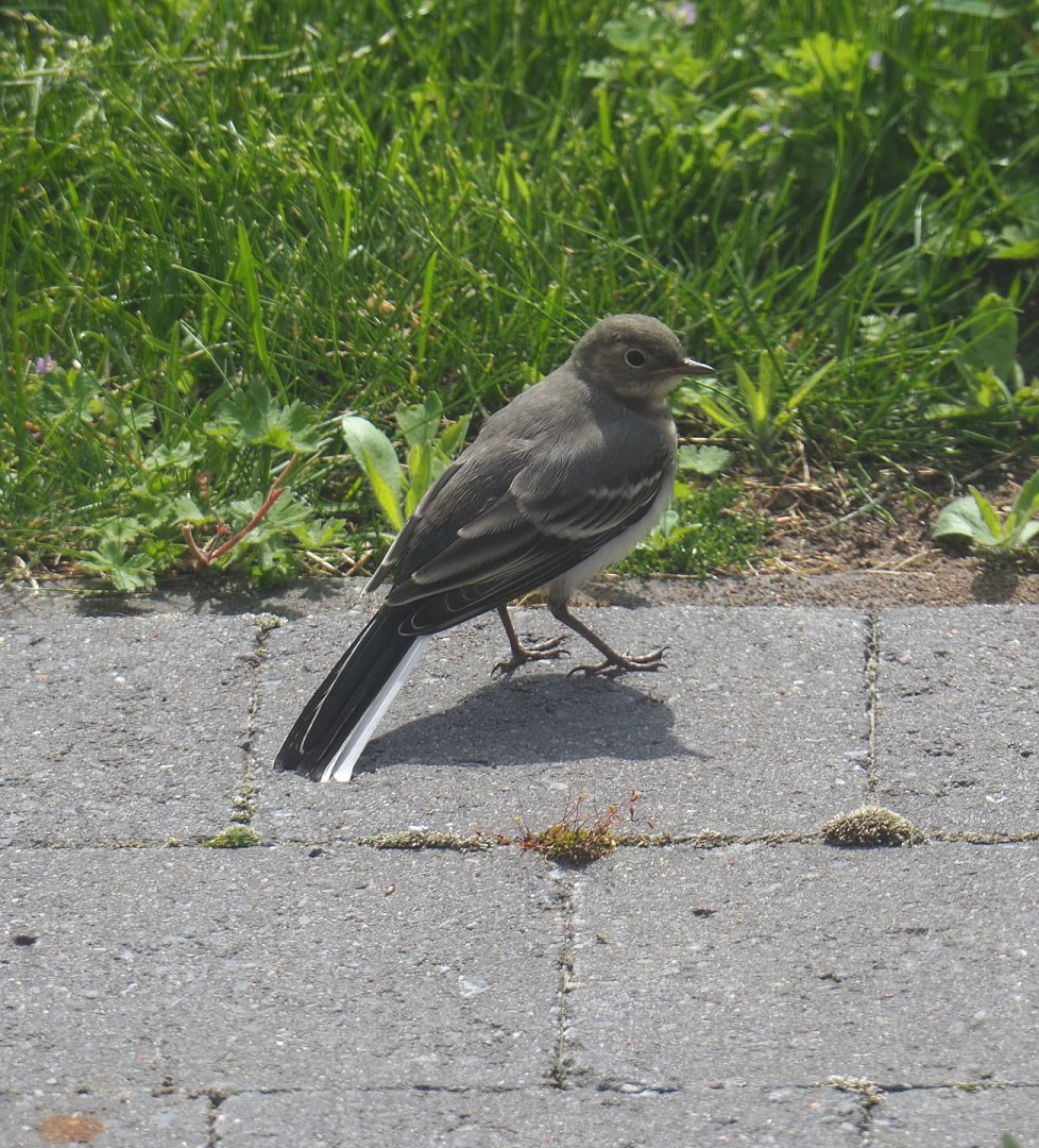 Juvenile White wagtail (Motacilla alba), 2021-05-28