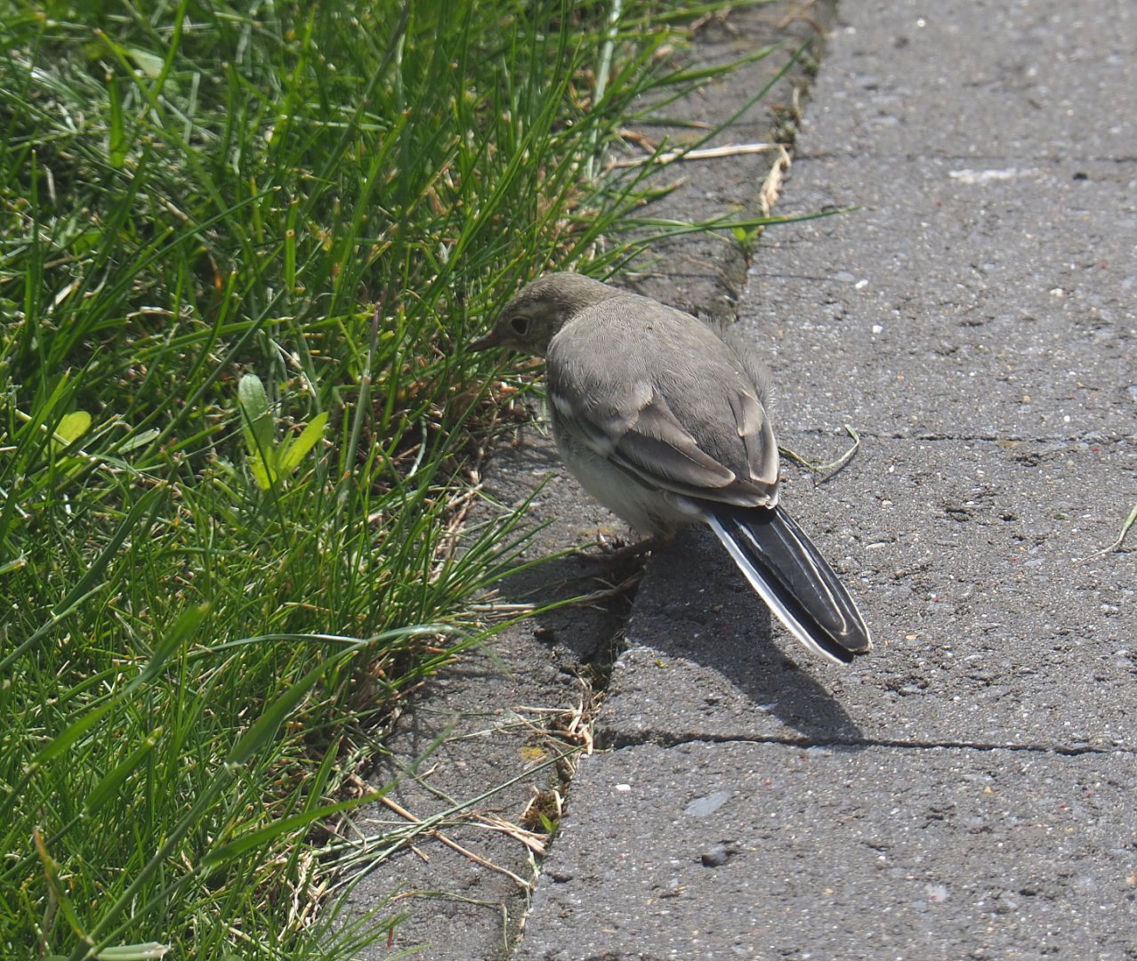 Juvenile White wagtail (Motacilla alba), 2021-05-28