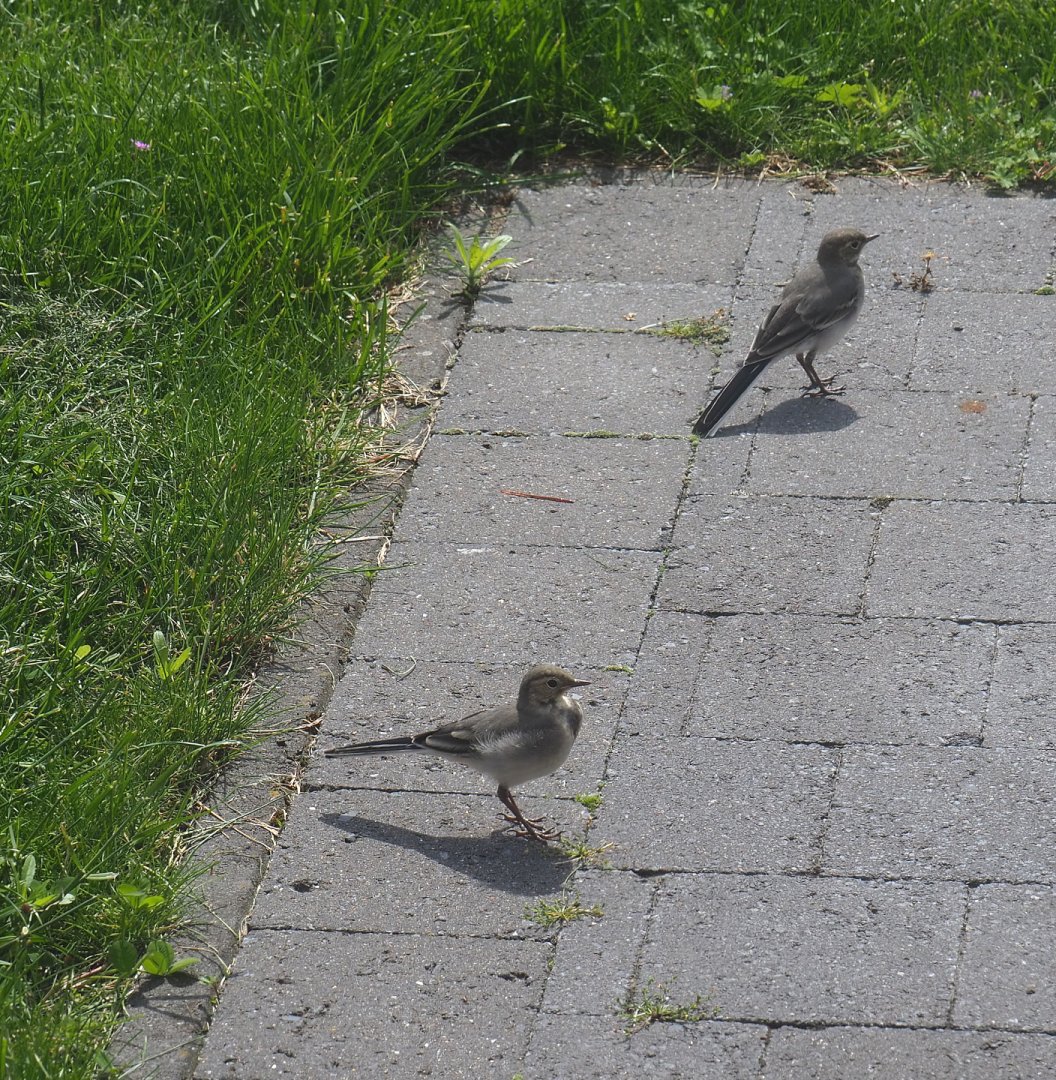 Juvenile White wagtails (Motacilla alba), 2021-05-28