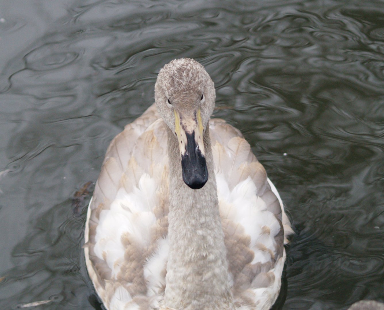 Juvenile Whooper swan (Cygnus cygnus), 2009-02-07