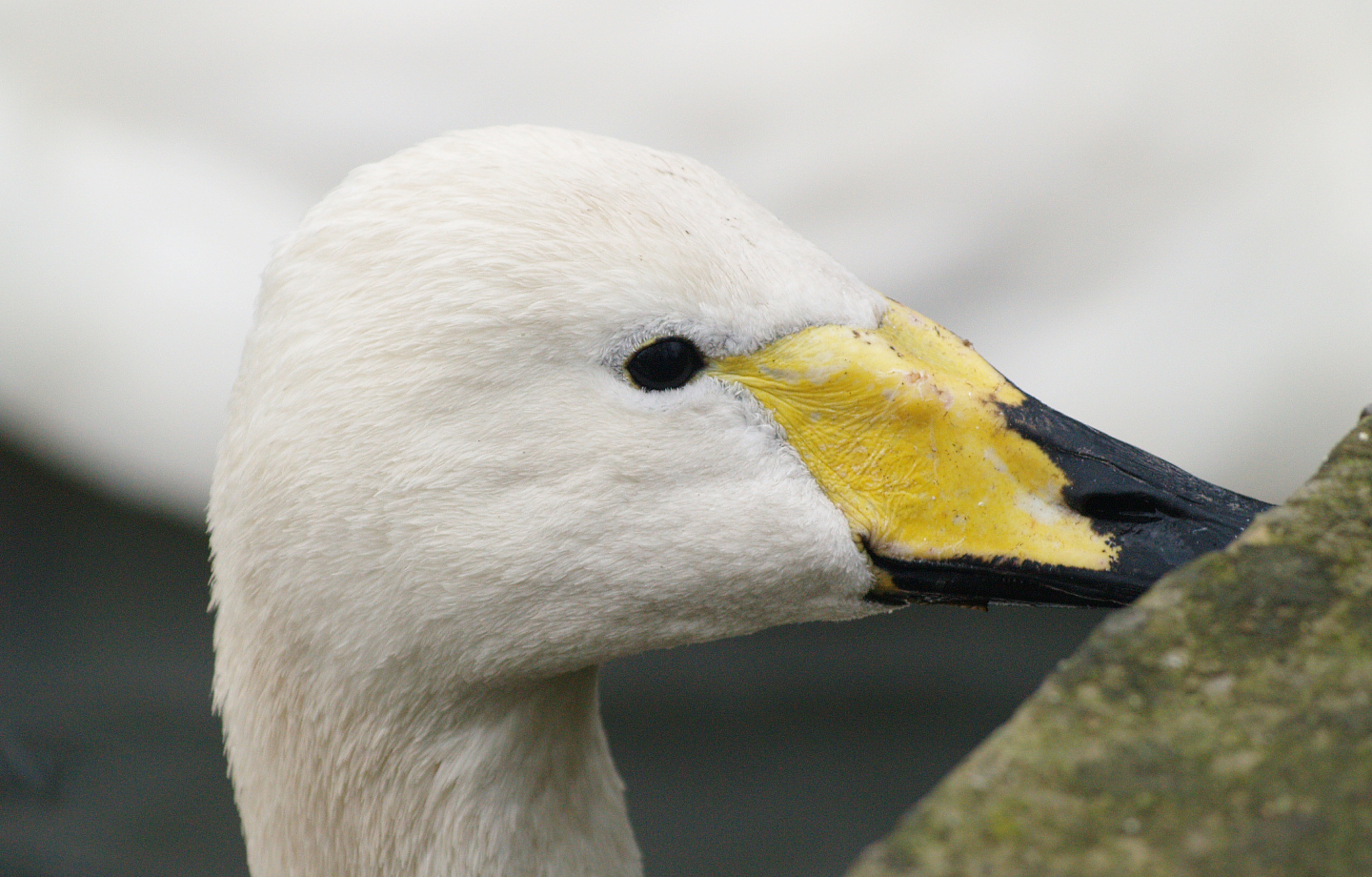 Juvenile Whooper swan (Cygnus cygnus), 2009-02-07