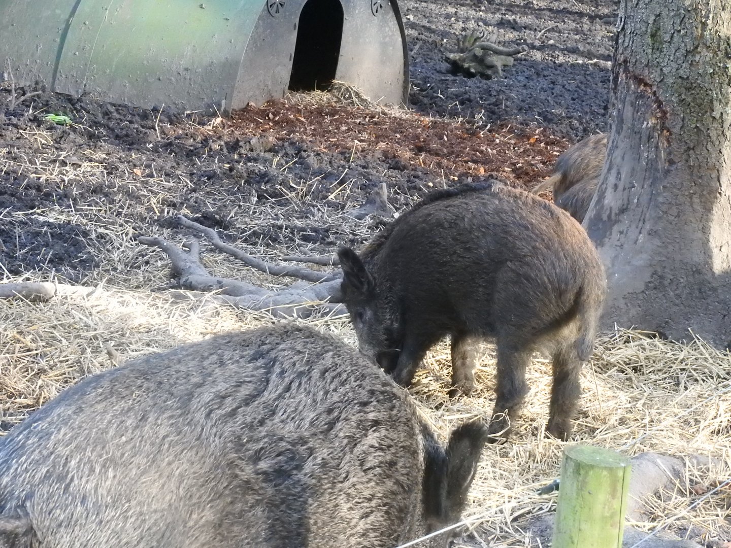 Juvenile Wild Boar (Sus scrofa scrofa)