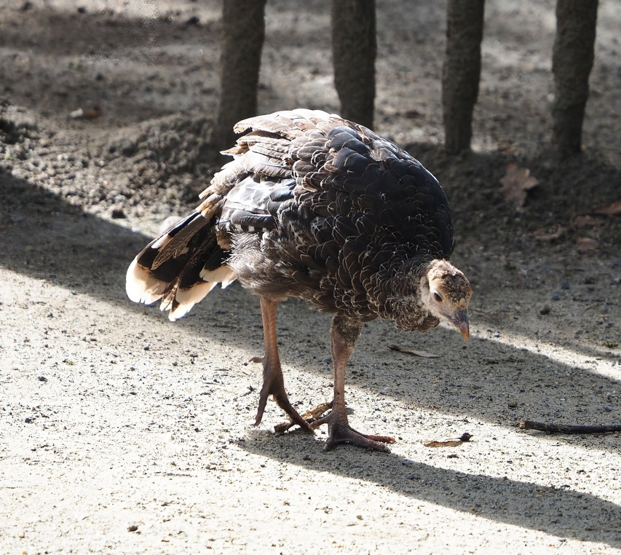Juvenile Wild turkey (Meleagris gallopavo), 2023-09-19