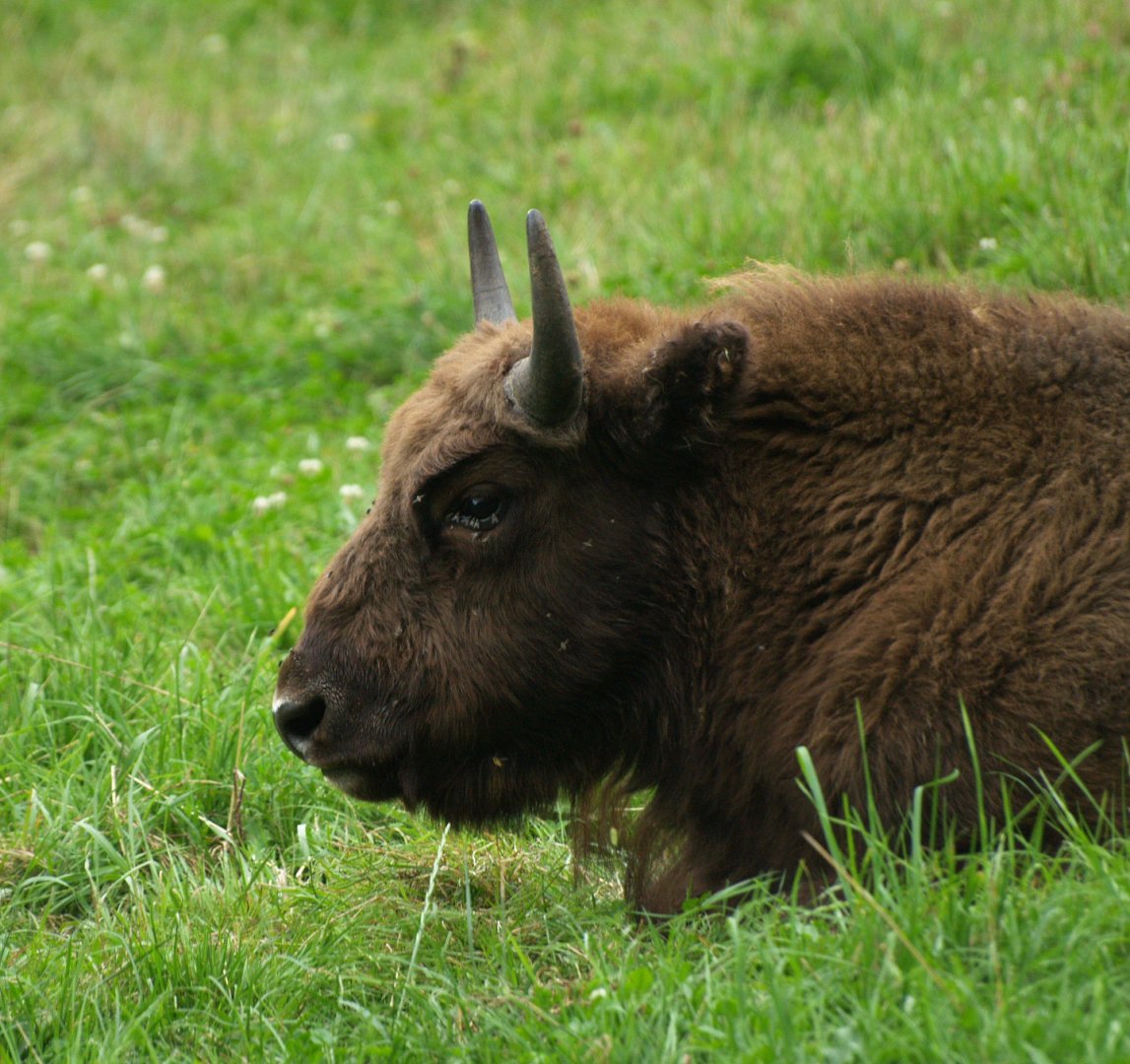Juvenile wisent (Bison bonasus), 2008-08-02