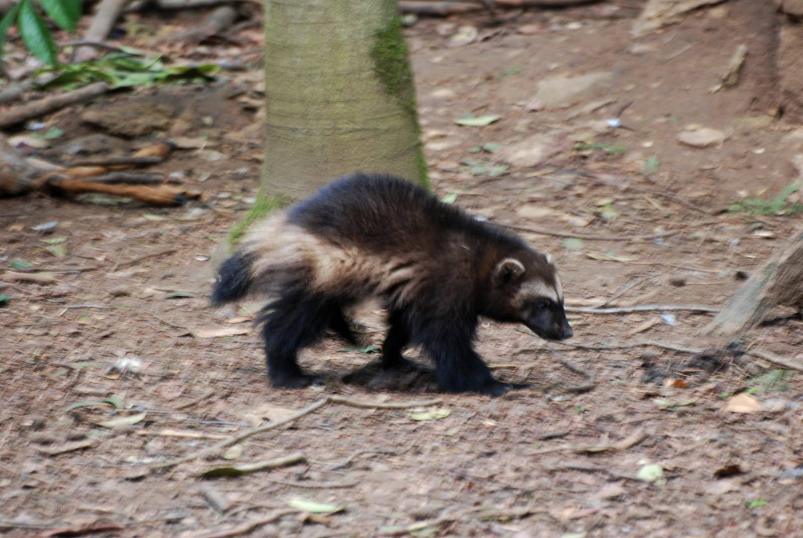 Juvenile Wolverine at Cotswold WP, 12/05/12
