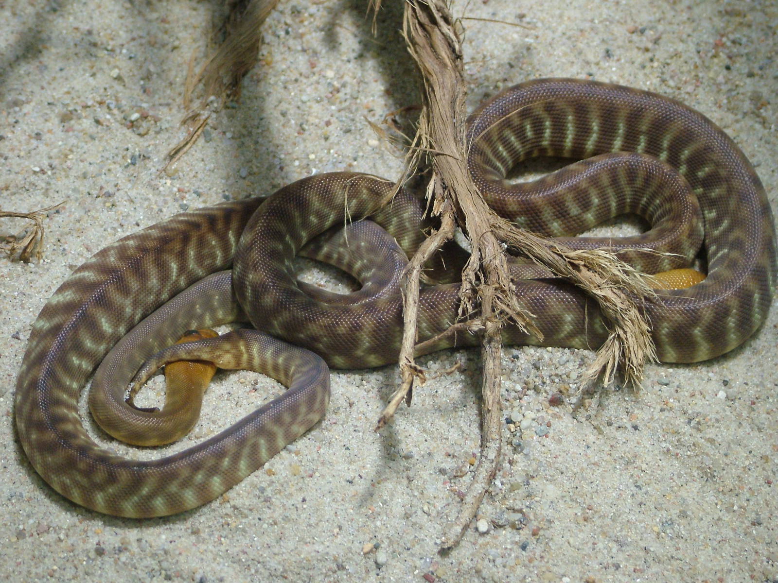 Juvenile Womas at Berlin Zoo Aquarium, 31/08/11