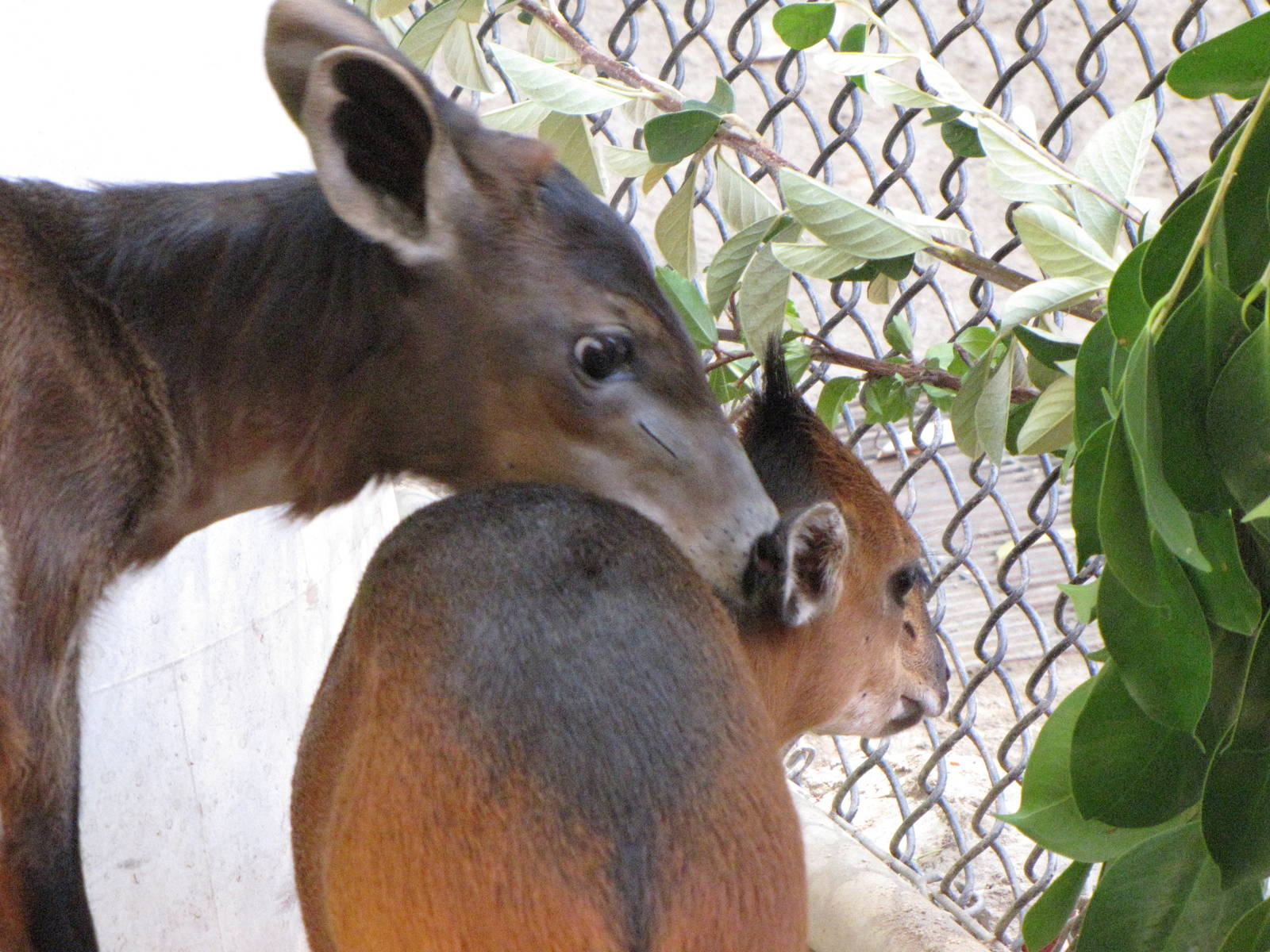 Juvenile Yellow-backed and Red-flanked Duikers