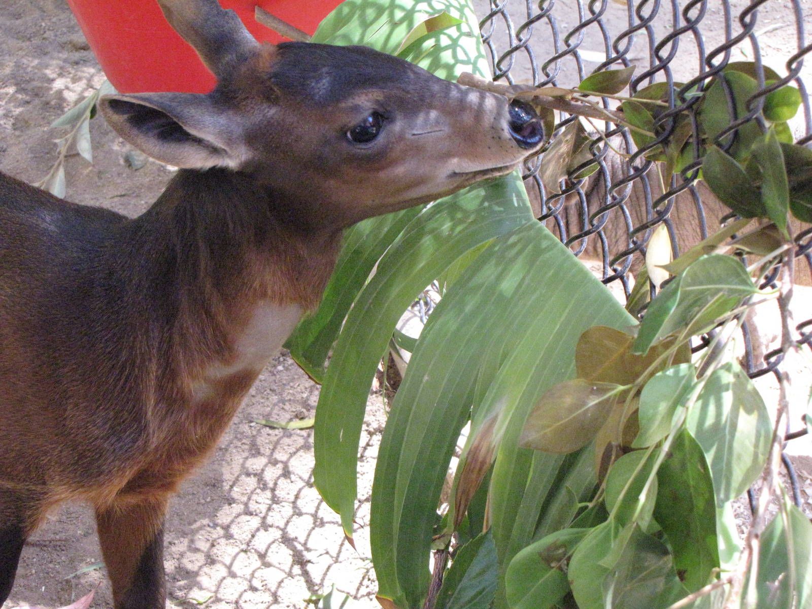 Juvenile Yellow-backed Duiker