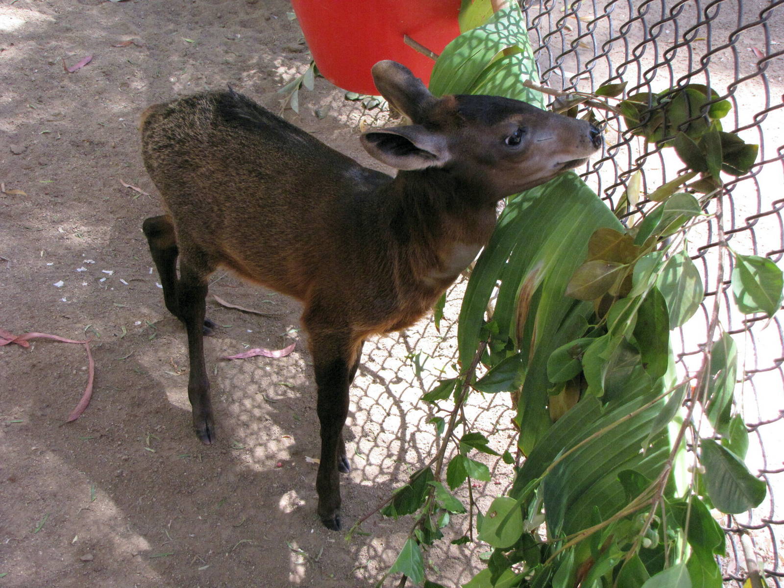 Juvenile Yellow-backed Duiker