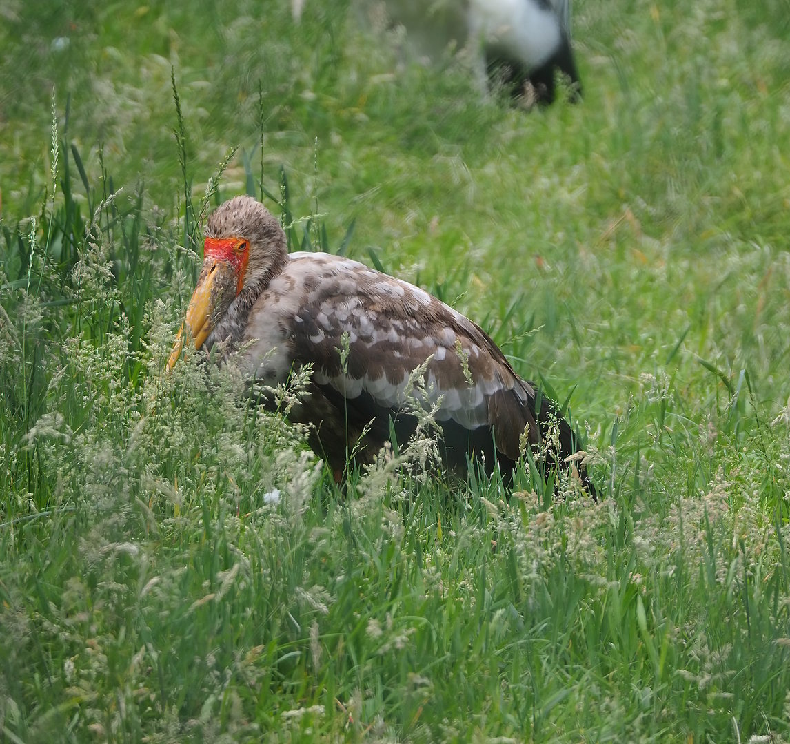 Juvenile Yellow-billed stork (Mycteria ibis), 2022-06-12