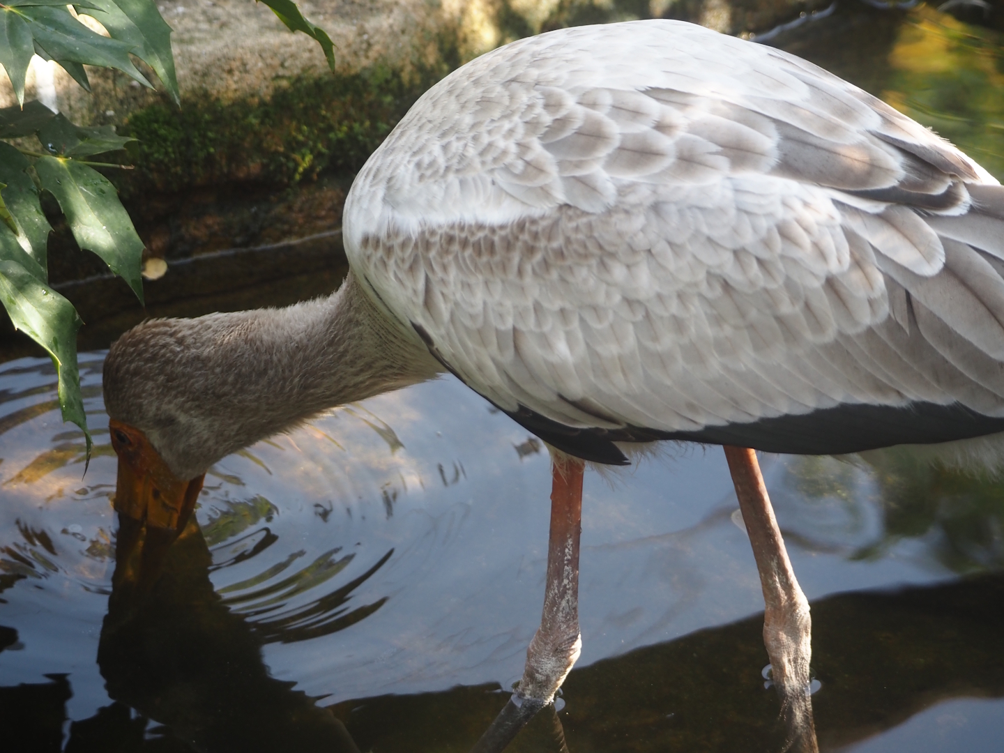 Juvenile Yellow-billed stork (Mycteria ibis), 2025-09-10