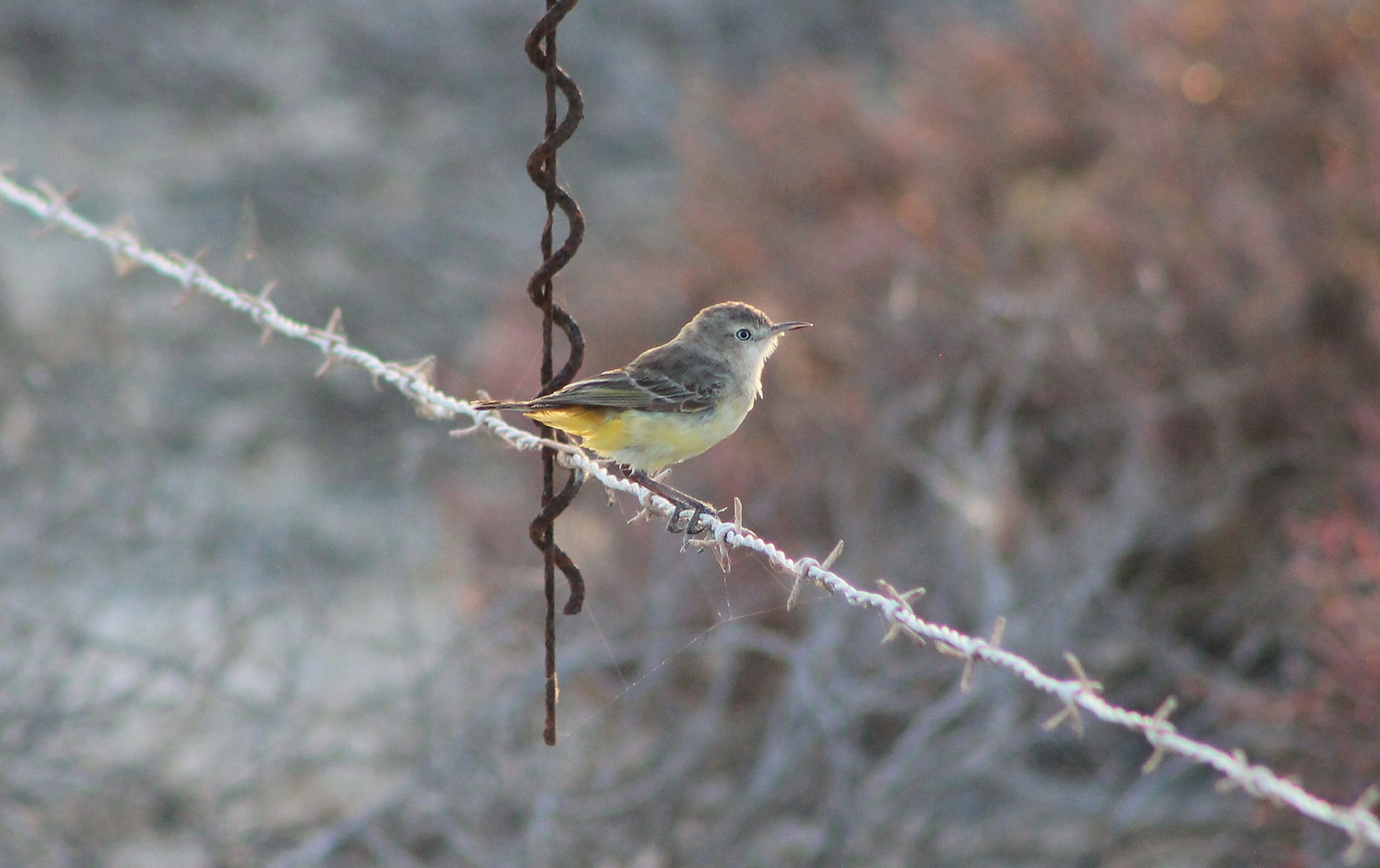 juvenile Yellow Chat (Epthianura crocea)