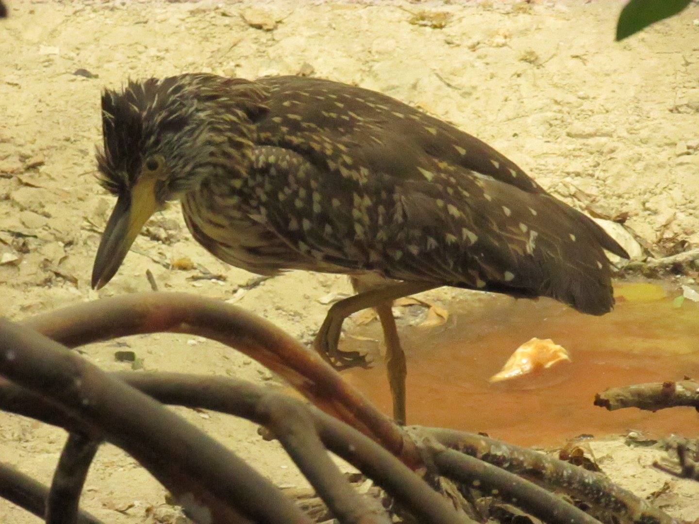 Juvenile Yellow Crowned Night Heron