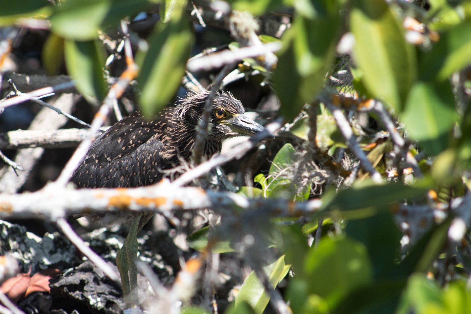 Juvenile yellow-crowned night heron