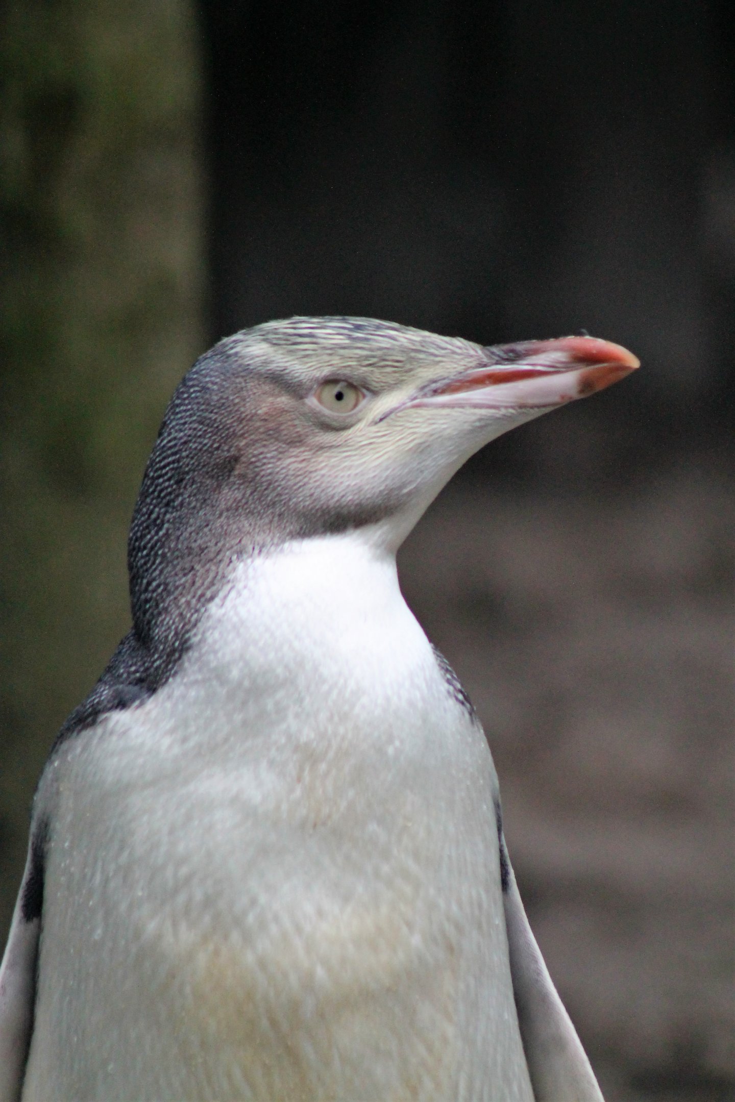 Juvenile Yellow-eyed Penguin (Megadyptes antipodes)
