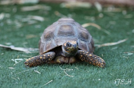 juvenile yellow footed tortoise
