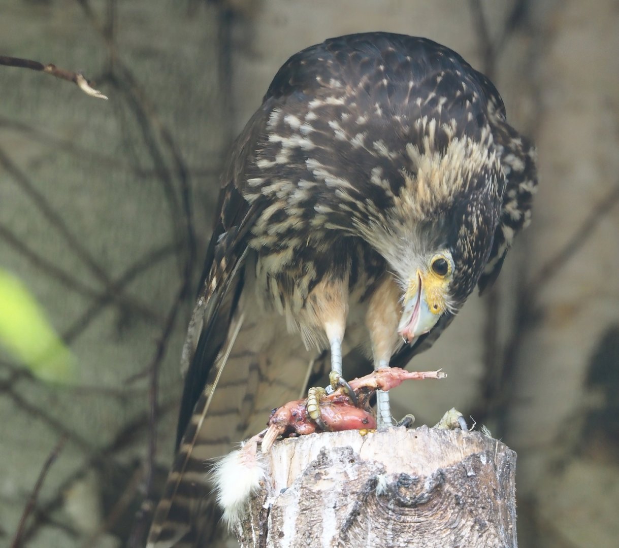 Juvenile Yellow-headed caracara (Milvago chimachima), 2024-05-21