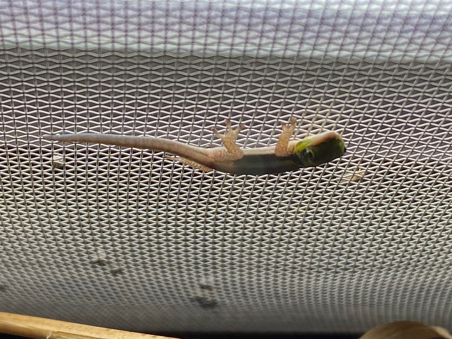 Juvenile Yellow-headed day gecko 111222