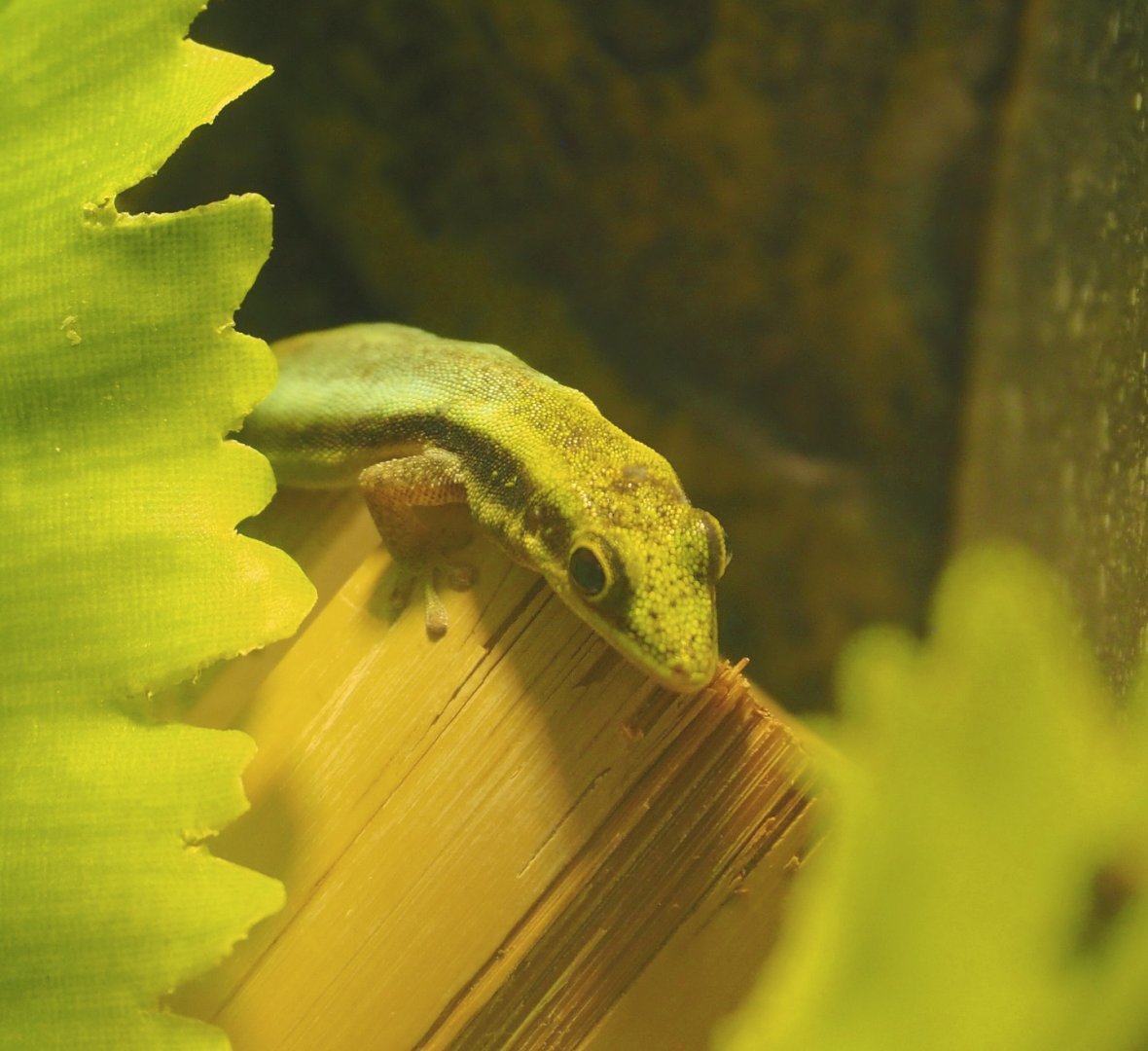 Juvenile Yellow-headed day gecko (Phelsuma klemmeri), 2021-06-12
