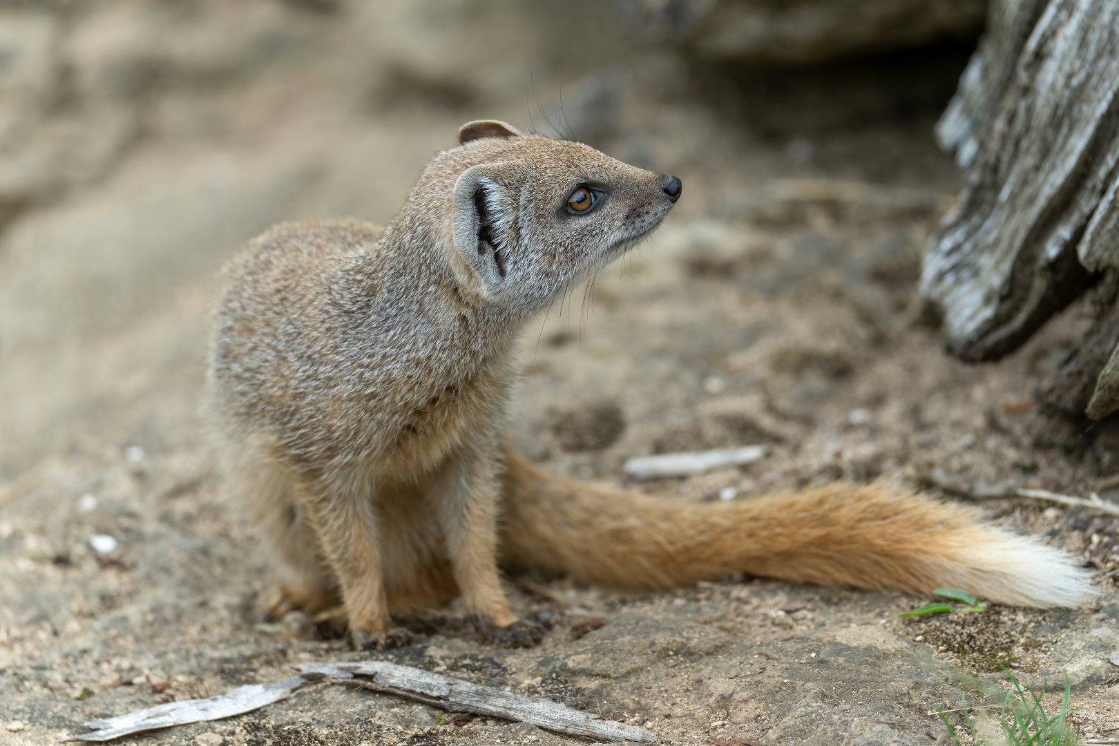 Juvenile Yellow Mongoose, CWP, UK