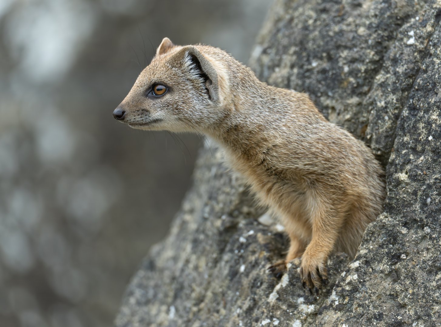 Juvenile Yellow Mongoose, CWP, UK
