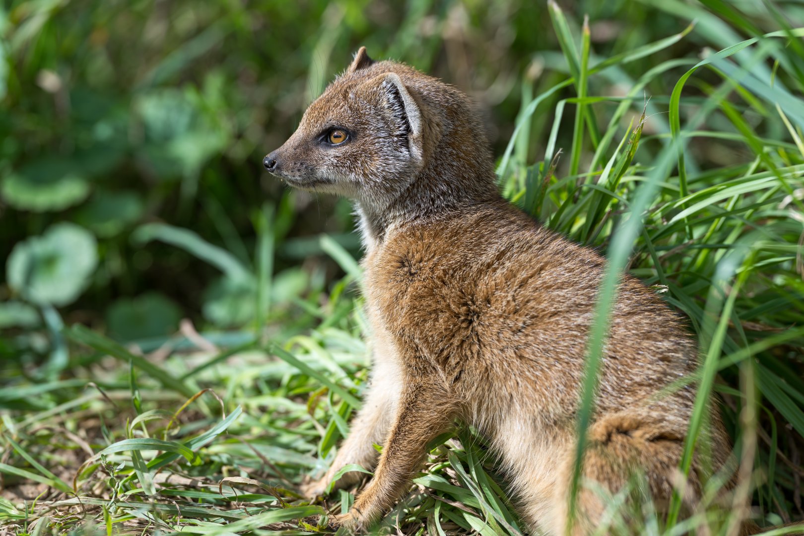 Juvenile yellow mongoose, CWP, UK