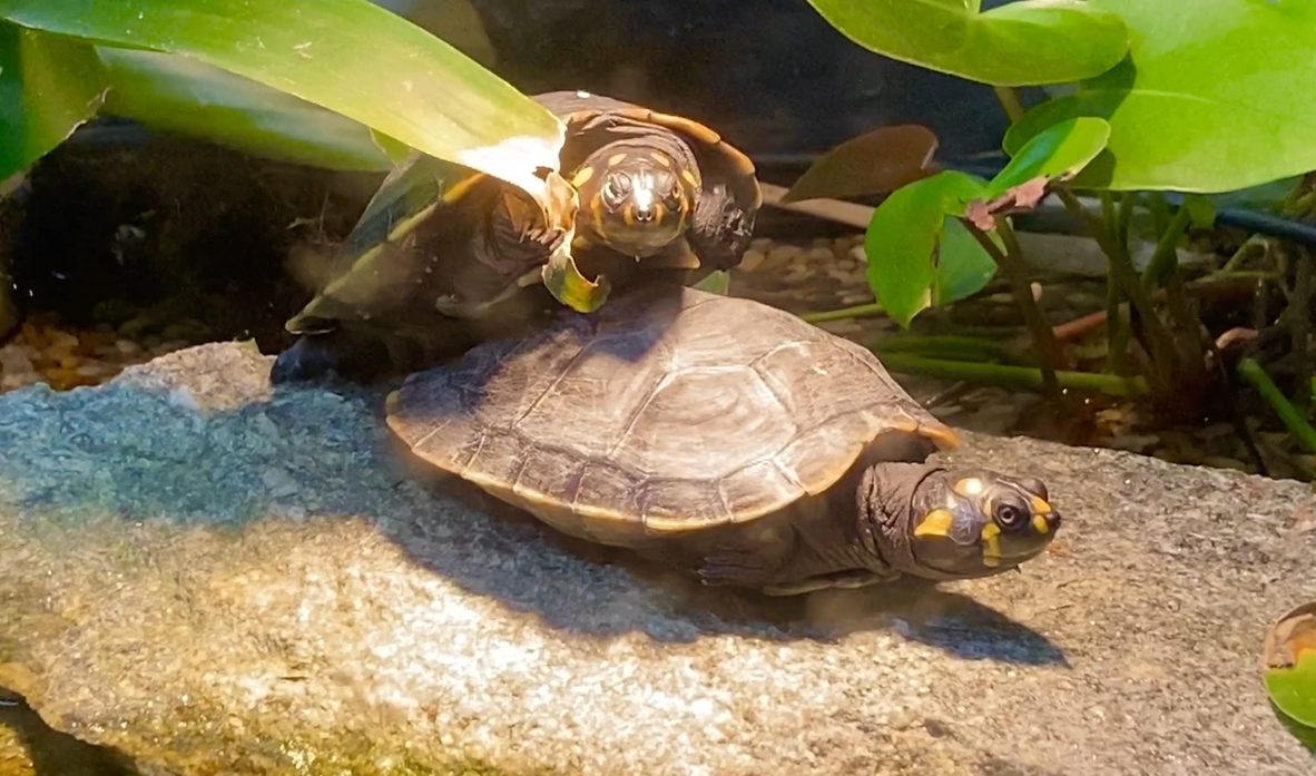 Juvenile yellow-spotted river turtles (Podocnemis unifilis)