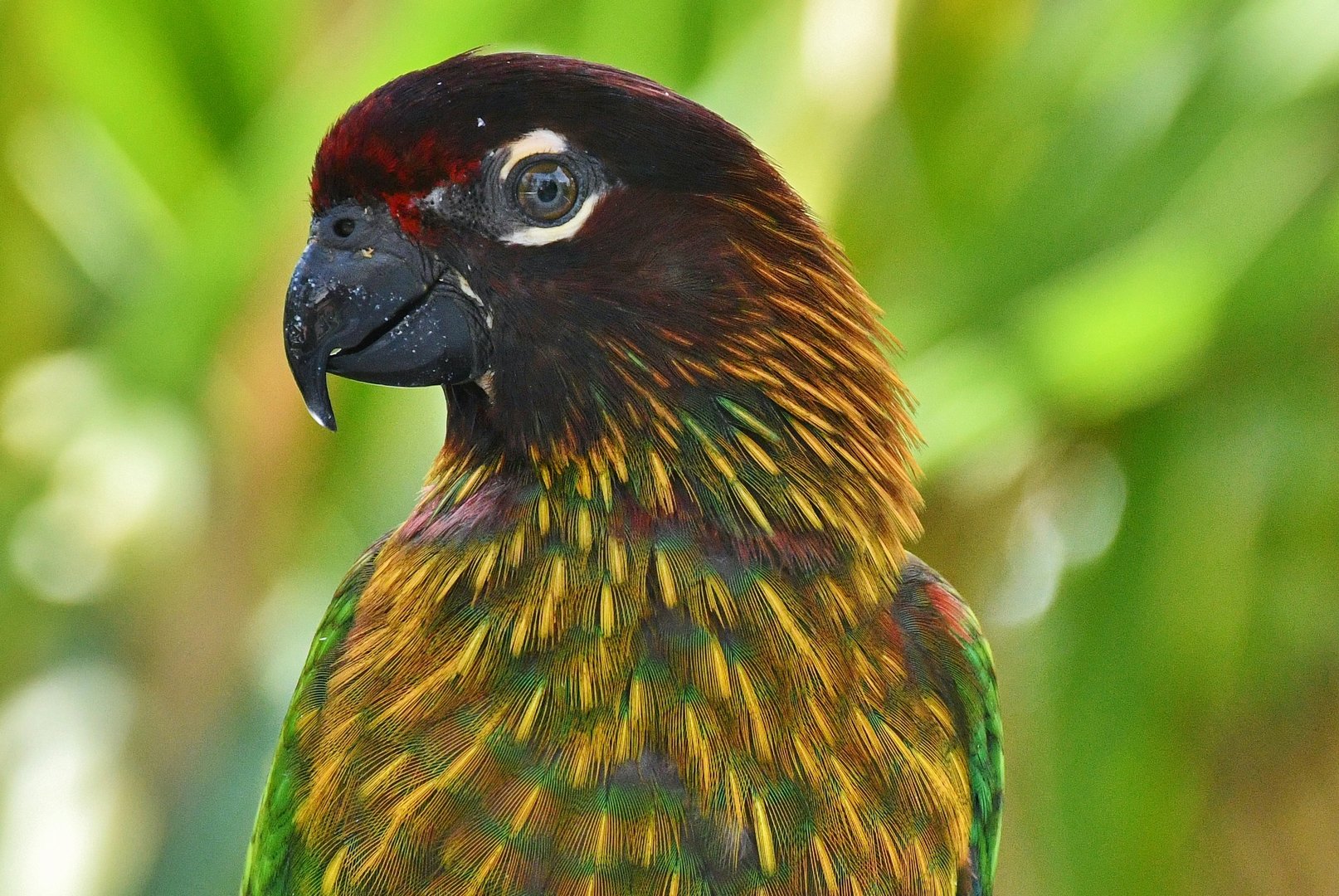 Juvenile Yellow-streaked Lory (Chalcopsitta scintillata)