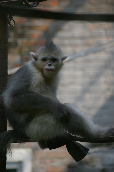 Juvenile Yunnan Snub-Nosed Monkey