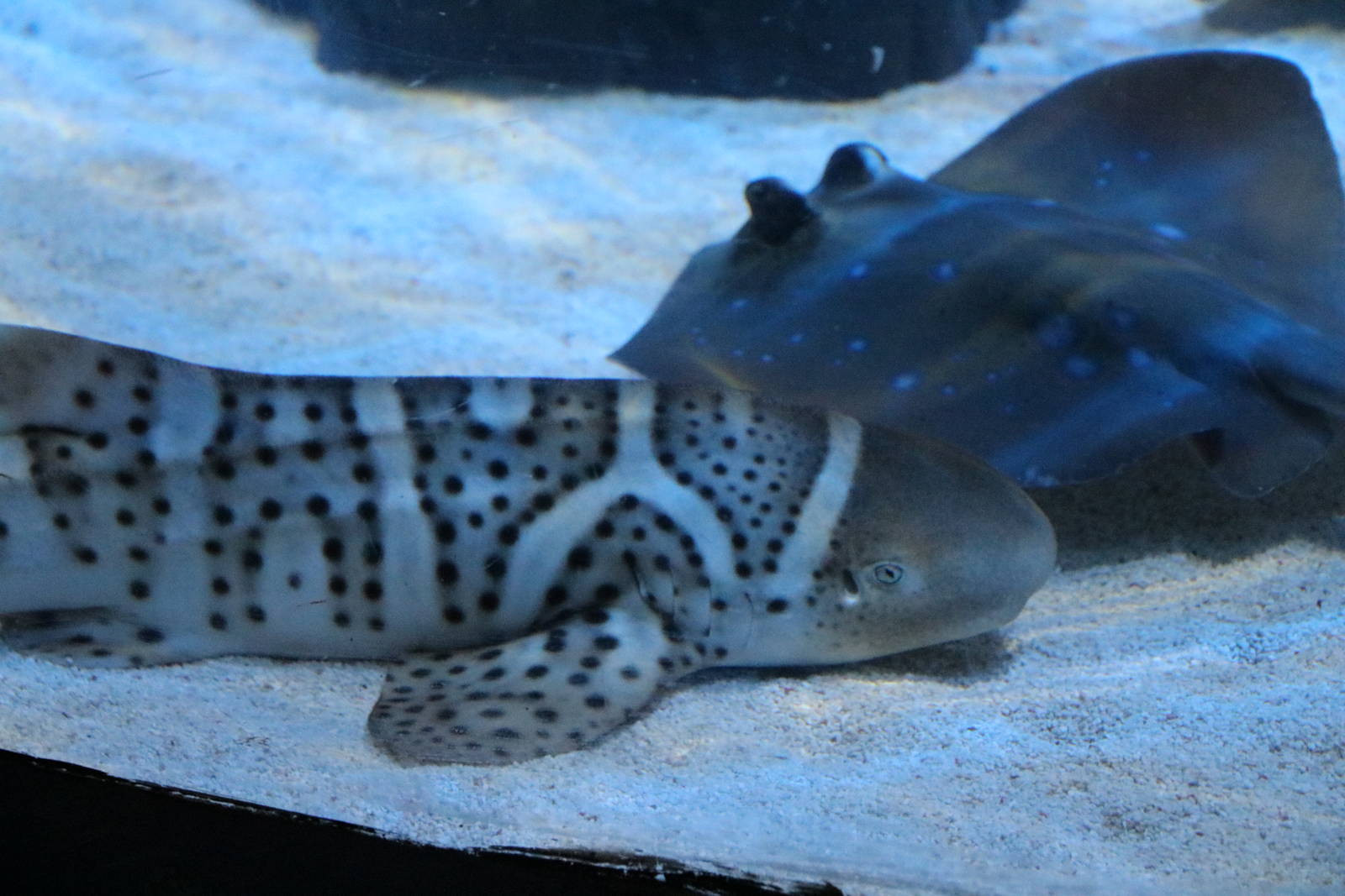 Juvenile zebra shark, January 2016
