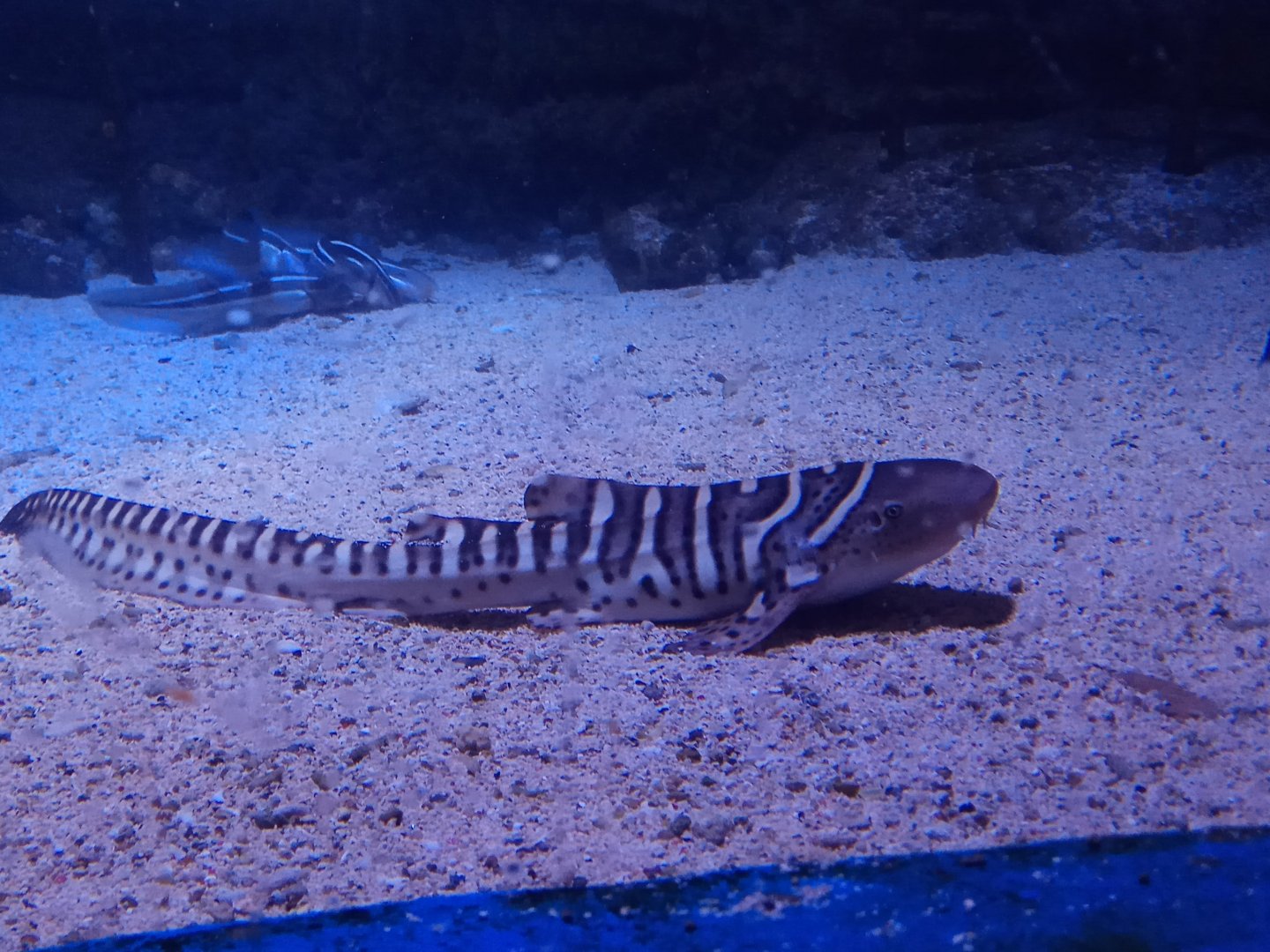 Juvenile Zebra Shark (Stegostoma fasciatum)