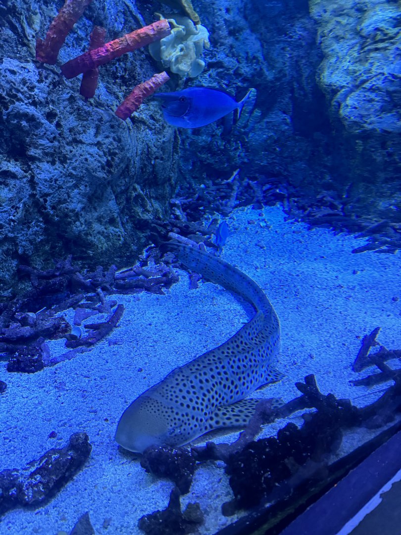 Juvenile Zebra Shark