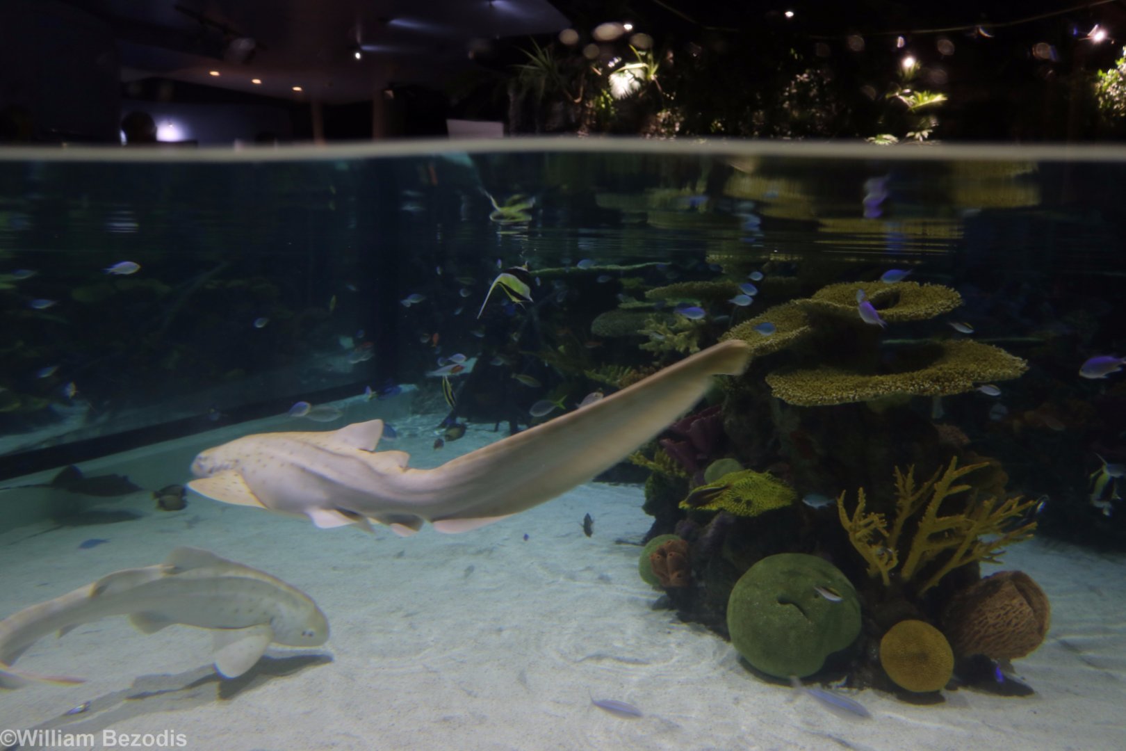 Juvenile Zebra Sharks