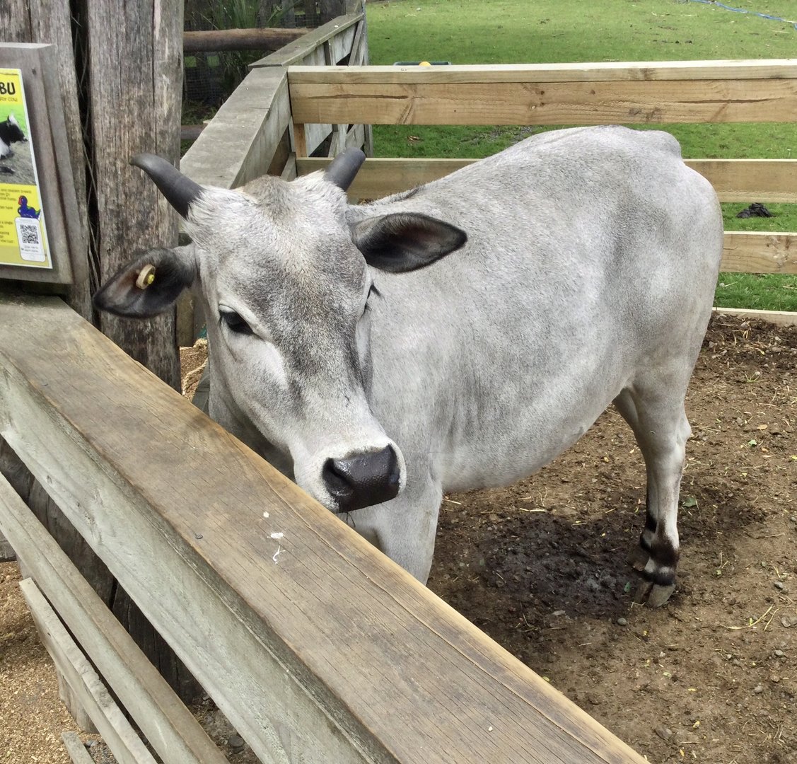 Juvenile Zebu (Bos taurus indicus)