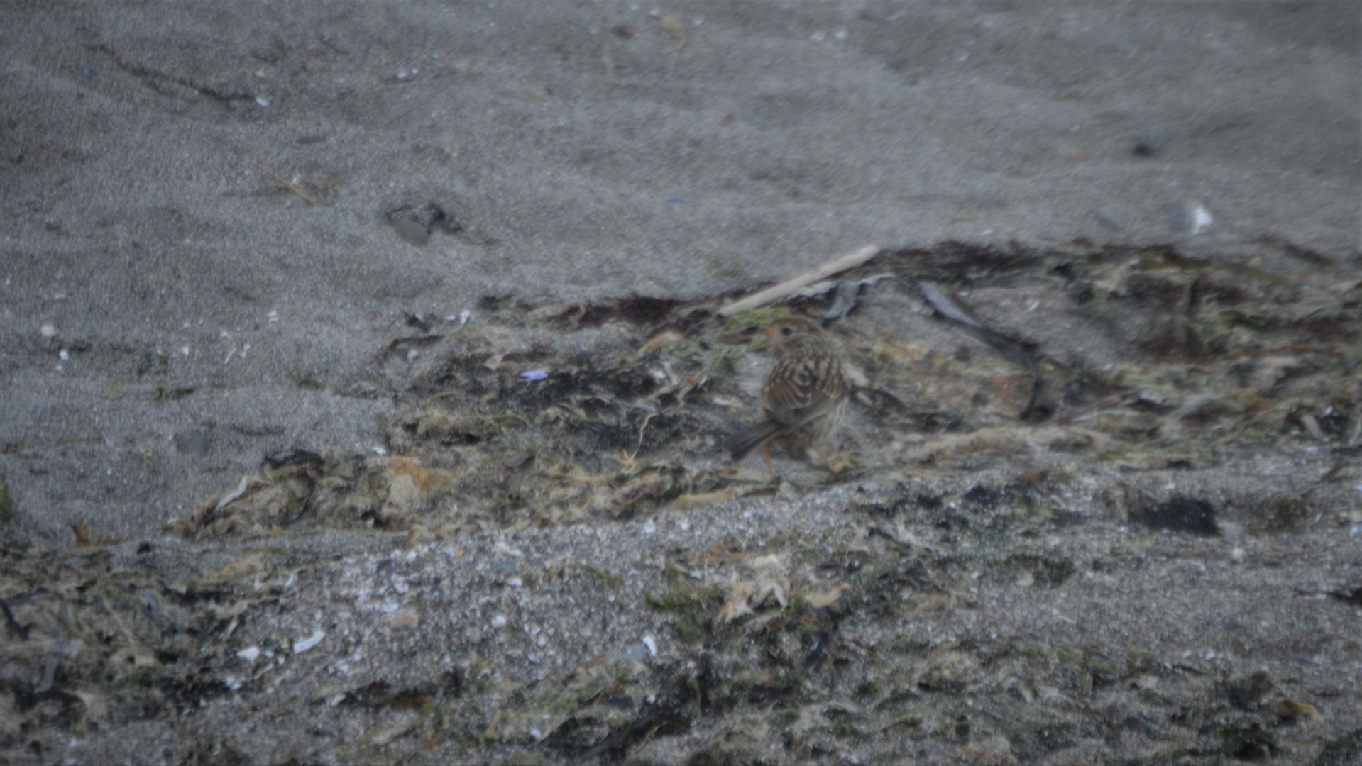 Juvenile Zonotrichia leucophrys