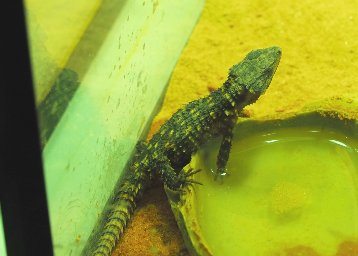 Juvenile Zoutpansberg girdled lizard (Smaug depressus), 2020-09-20