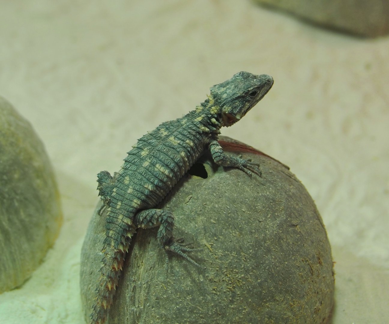 Juvenile Zoutpansberg girdled lizard (Smaug depressus), 2021-06-12