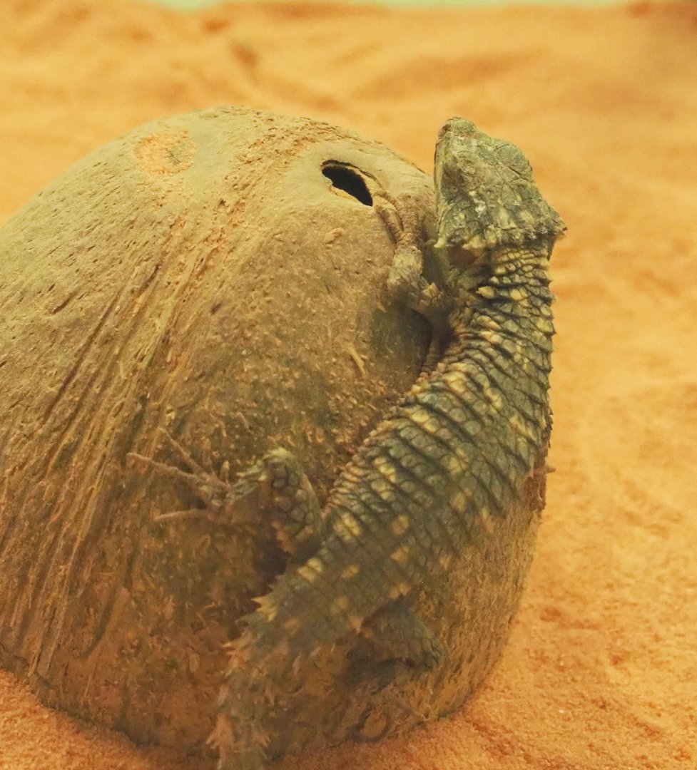 Juvenile Zoutpansberg girdled lizard (Smaug depressus), 2021-07-17