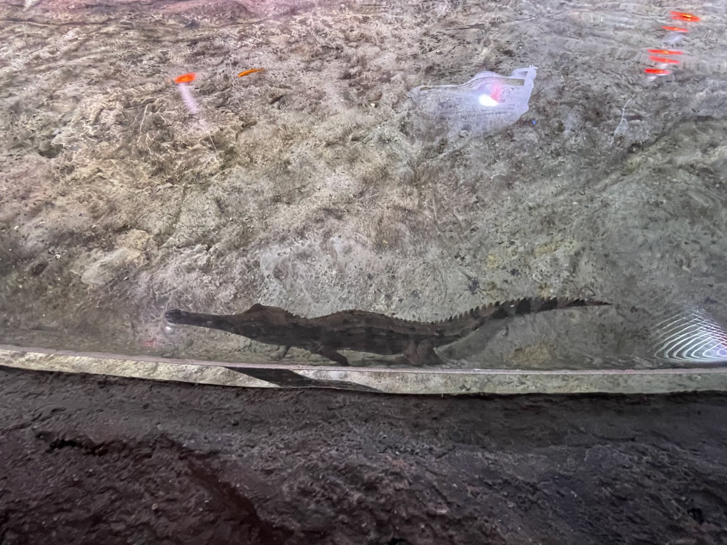 juvenille false gharial (tomistoma schlegelii) (1) - BX Sea