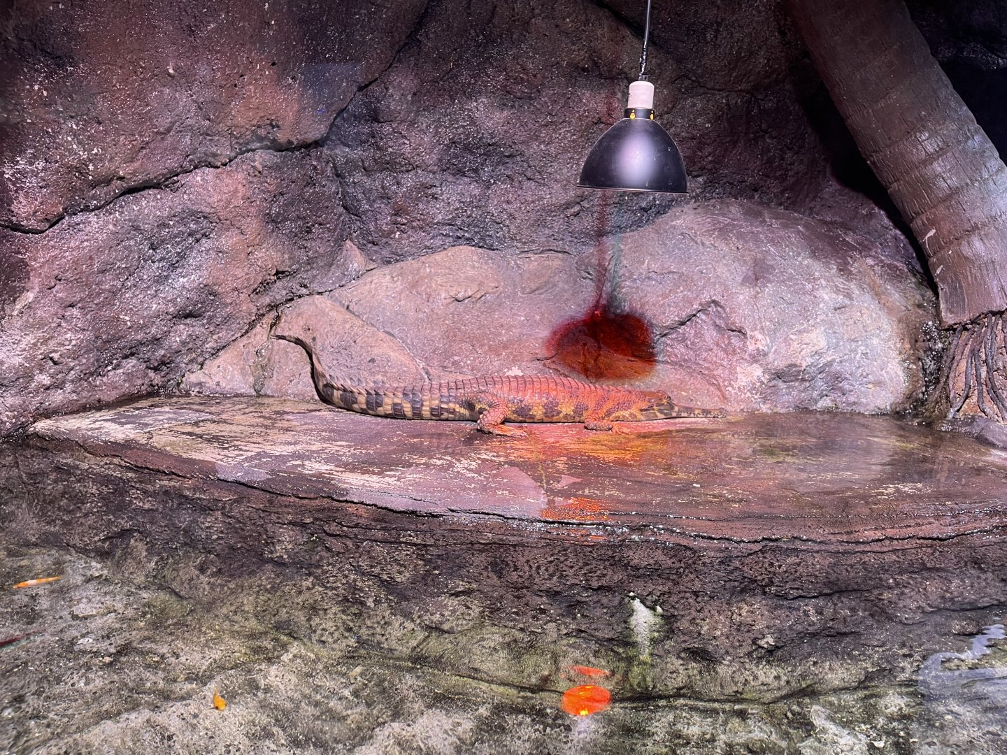 juvenille false gharial (tomistoma schlegelii) (2) - BX Sea