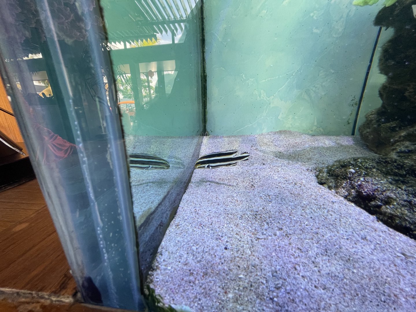 juvenille painted sweetlips (diagramma pictum)