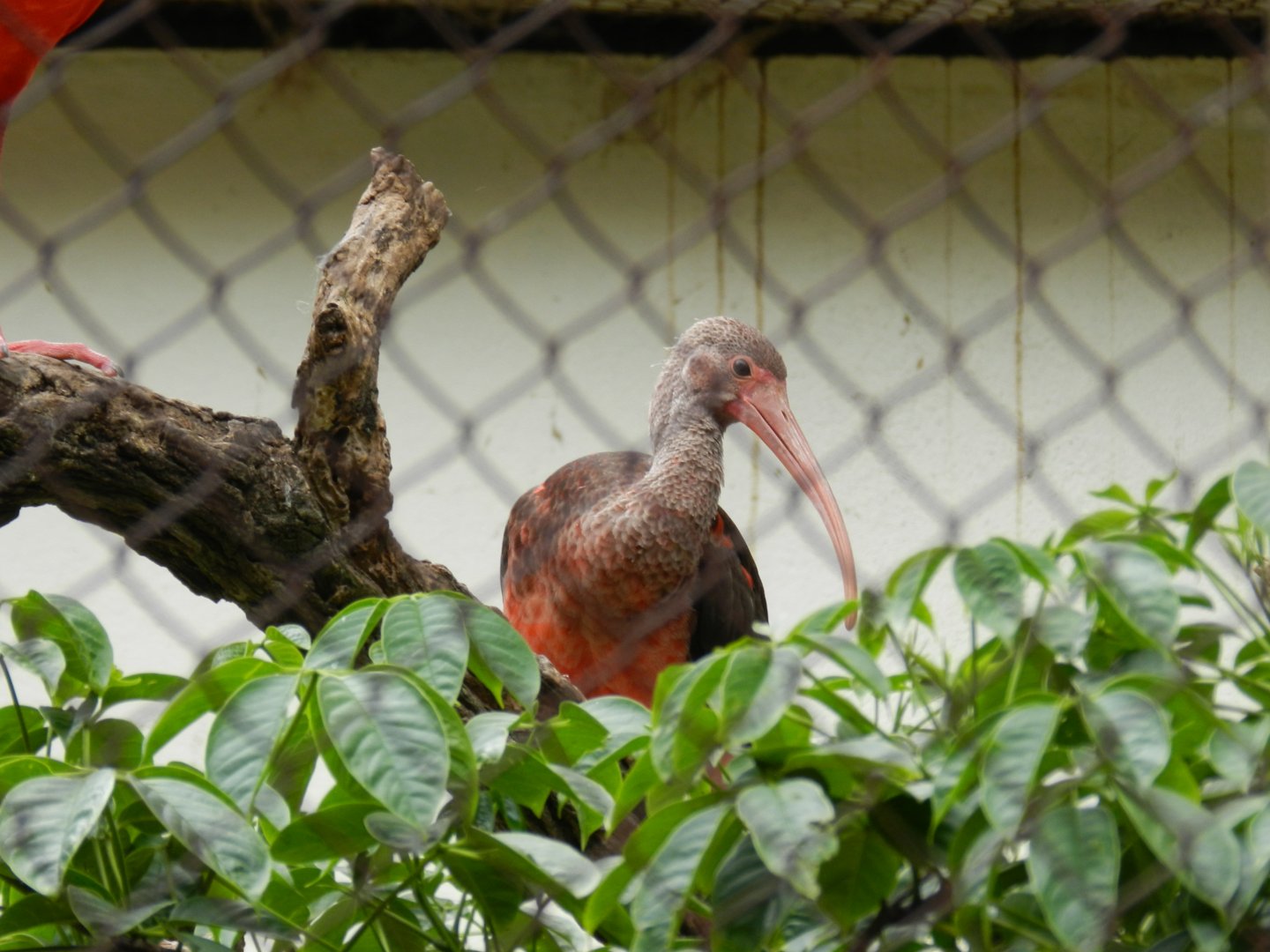 Juvenille scarlet ibis - Belo Horizonte zoo