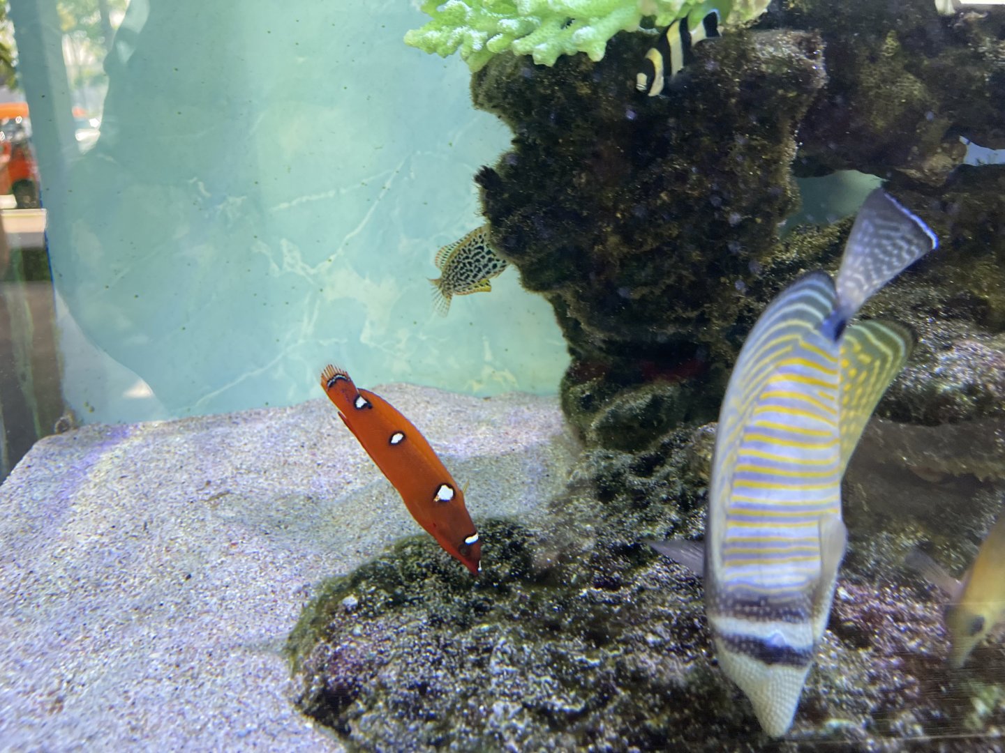 juvenille yellowtail coris (coris gaimard)