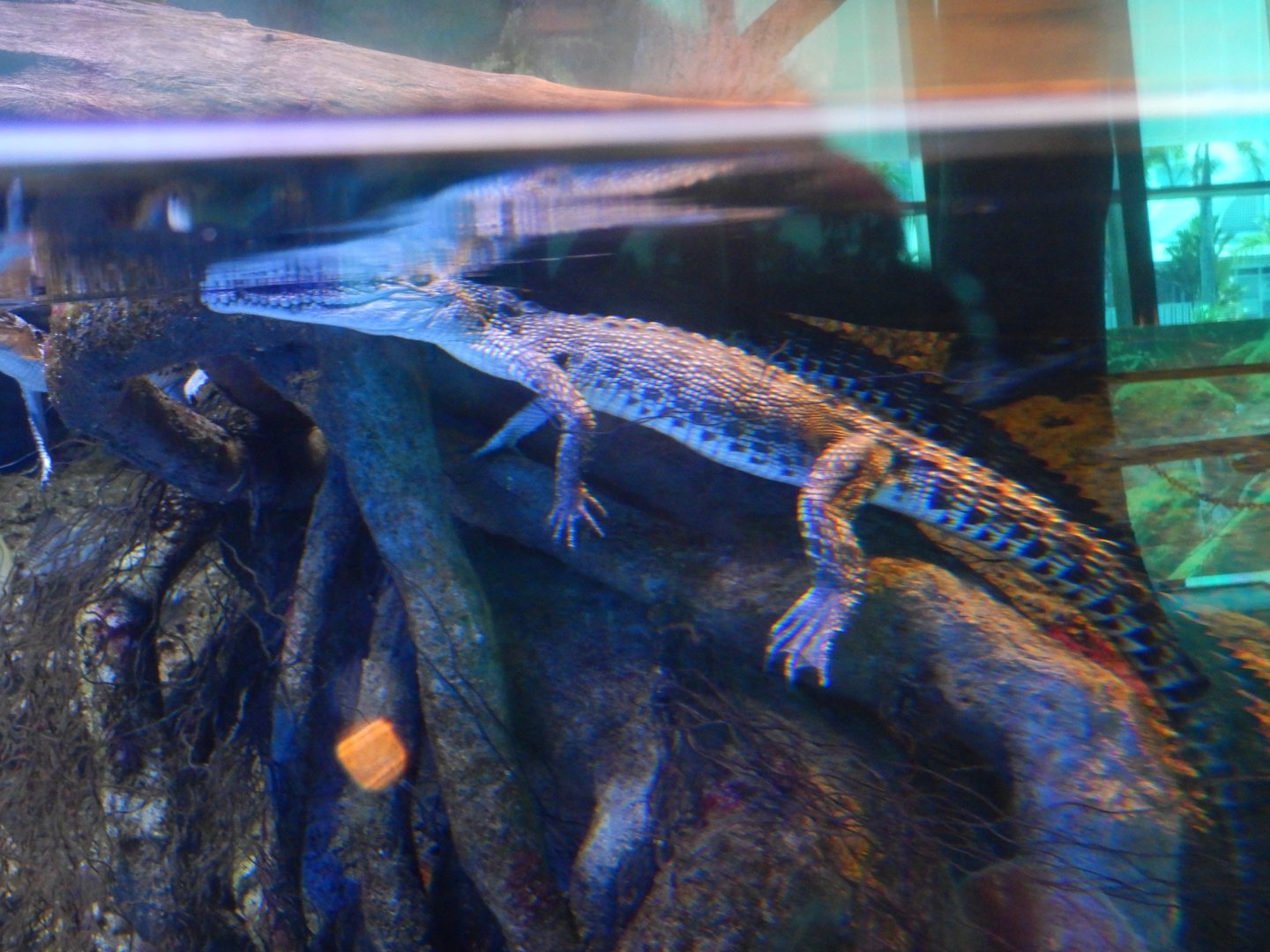 Juvenline Saltwater Crocodile