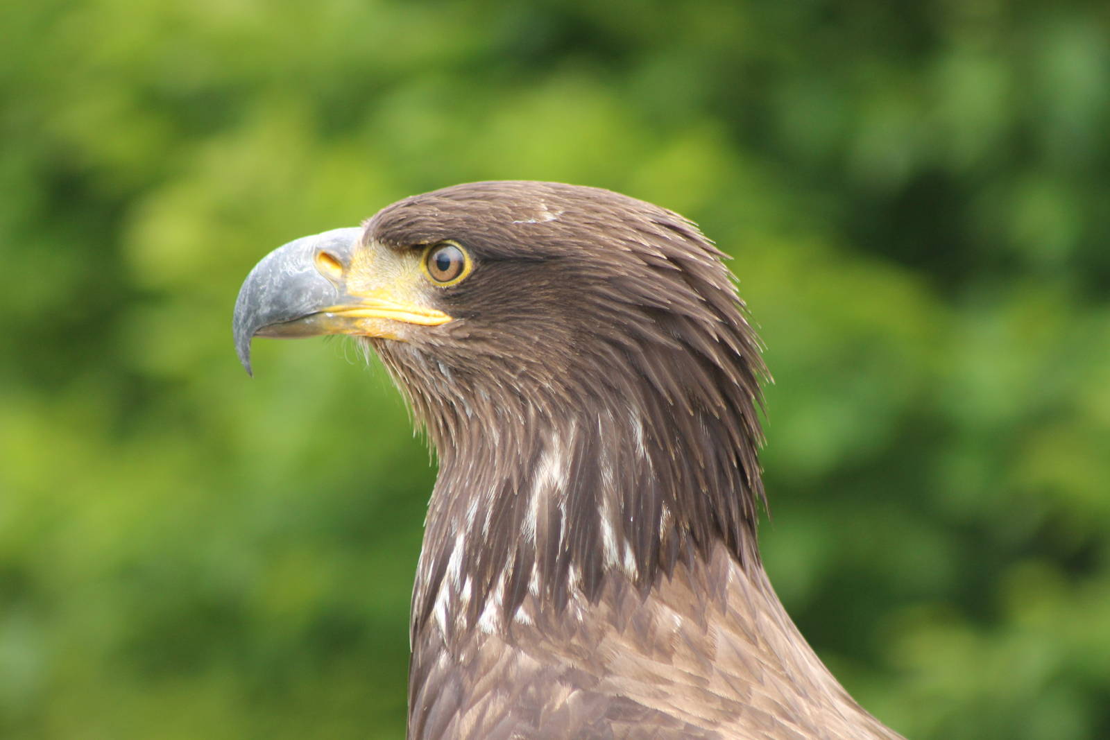 juvile bald eagle