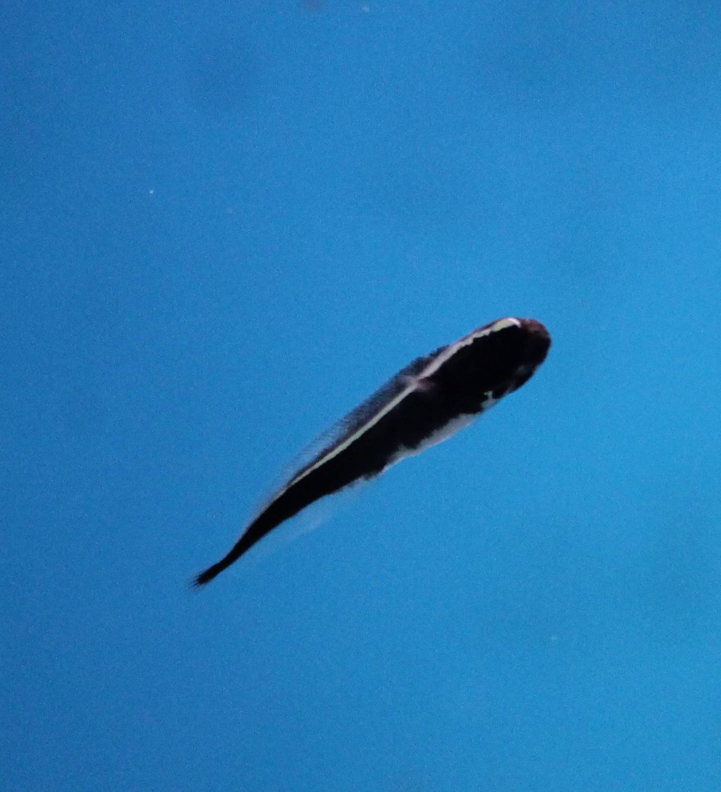 Juvile Engineer goby