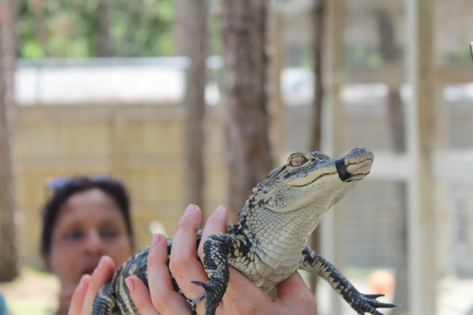 Juvinile American Alligator - Mccarthy Wildlife Sanctuary