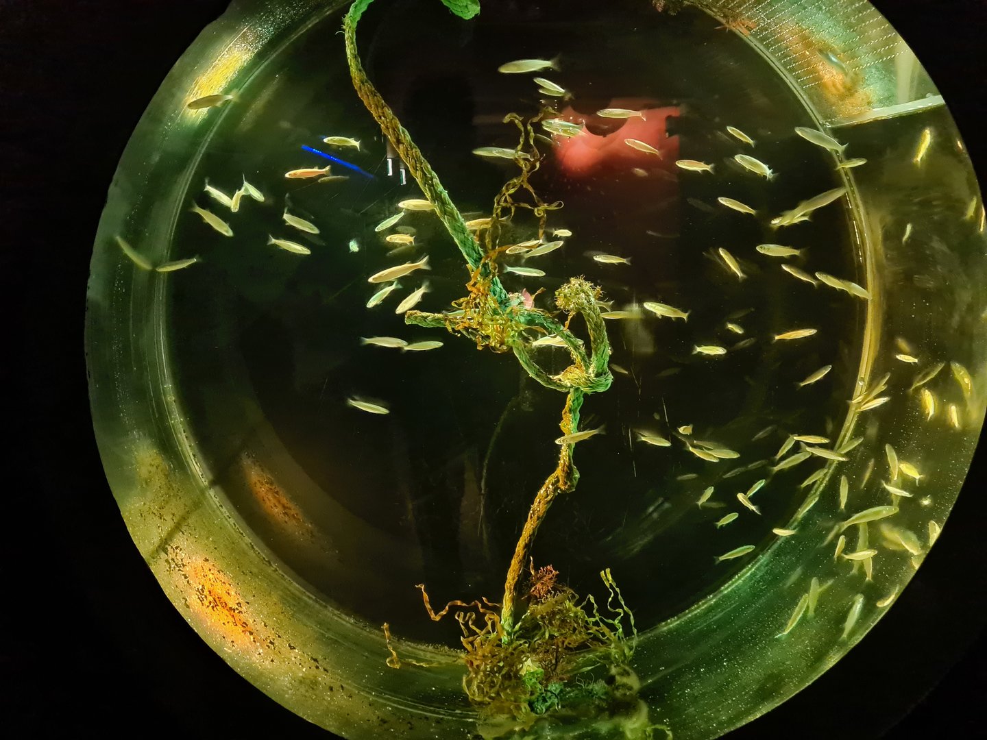 Juvinile Grey mullet and Stickleback tank