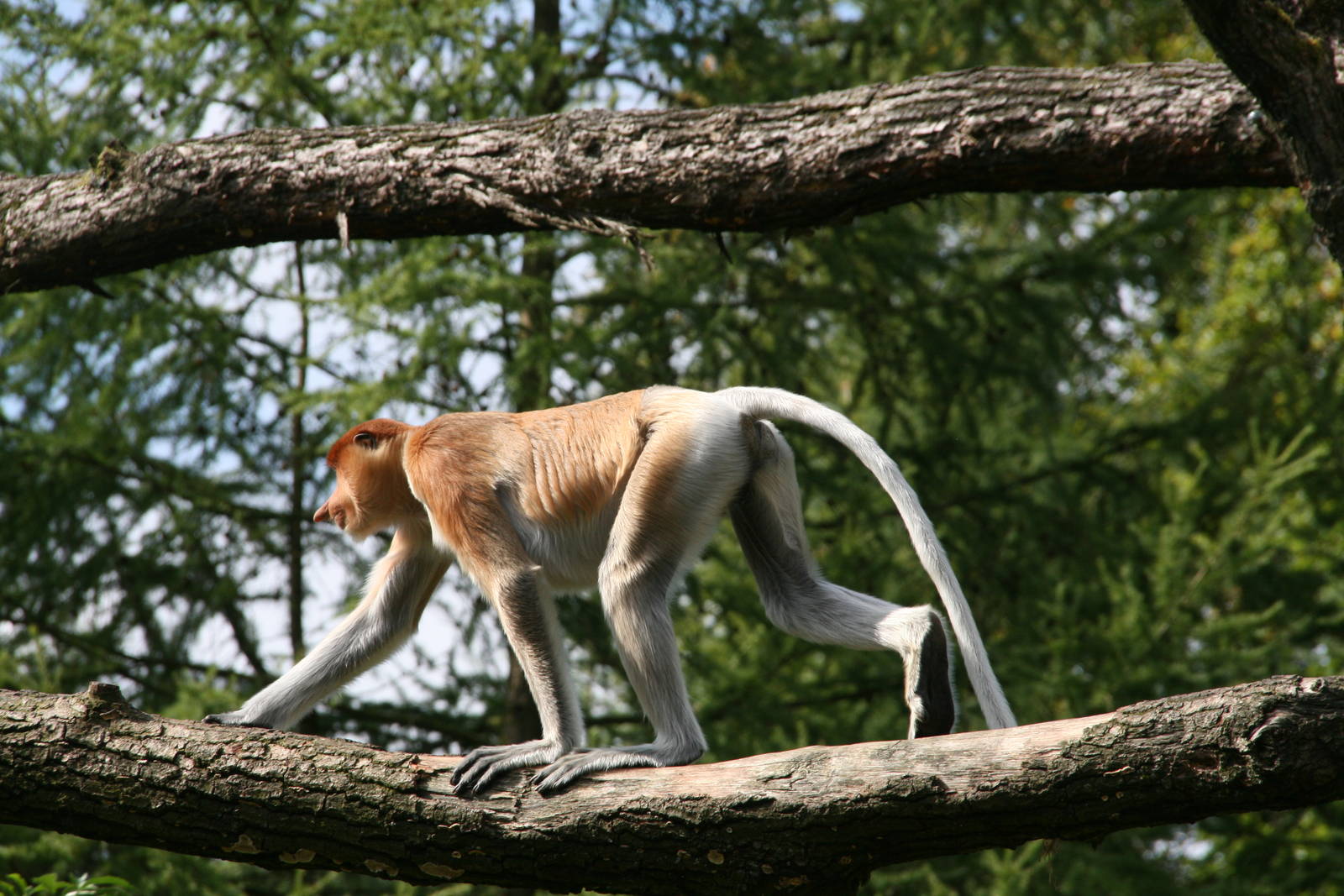 juvinile male Proboscis monkey