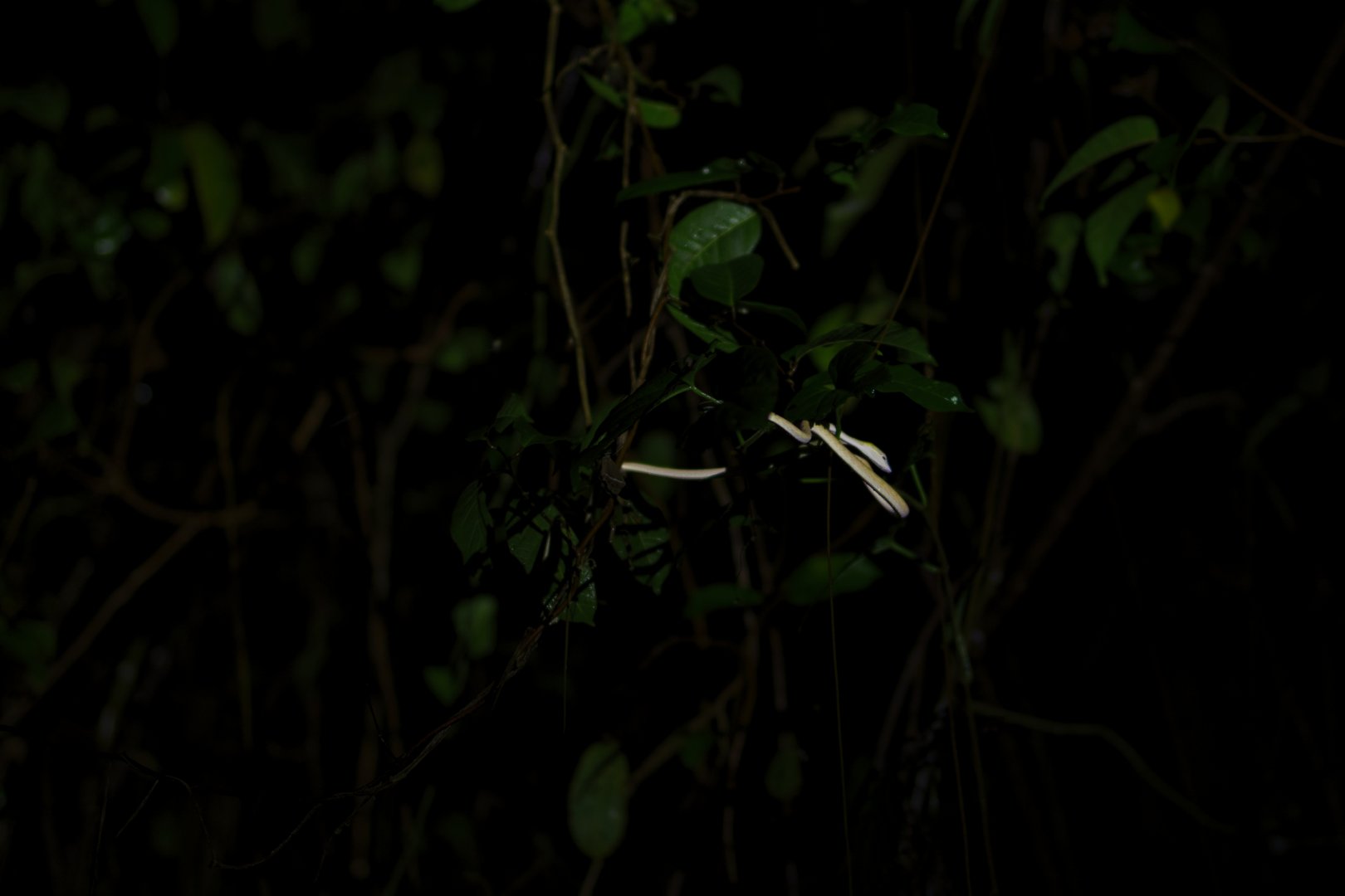Juvinile Oriental Whip Snake (Ahaetulla prasine)